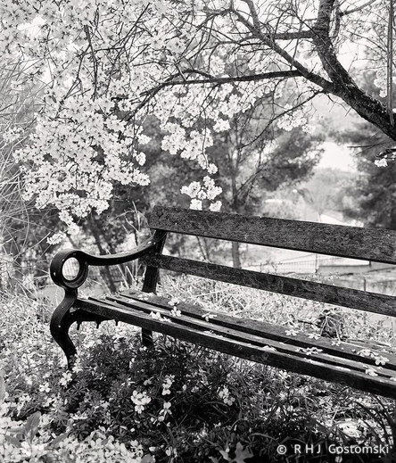 A black and white photo of a bench under an almond tree in blossom