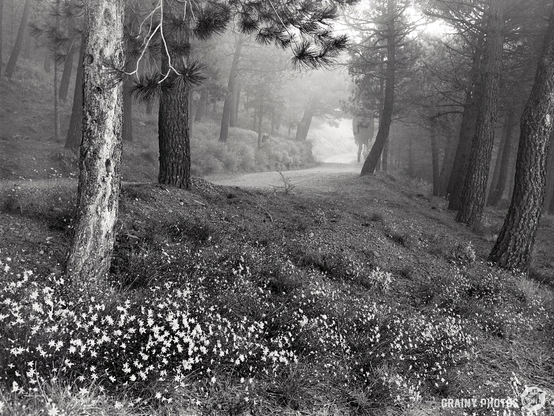 A black and white photograph of pine trees in the mist with a winding track into the distance