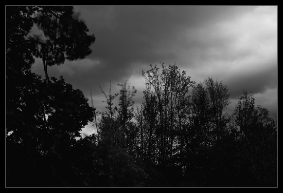 Langzeitbelichtung etwas schwankender Bäume nebst dunklen Wolken.