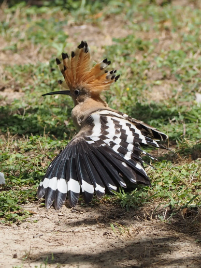 Ein Widehopf steht in einer Wiese und streckt seine Flügel und spreitzt die Haube.