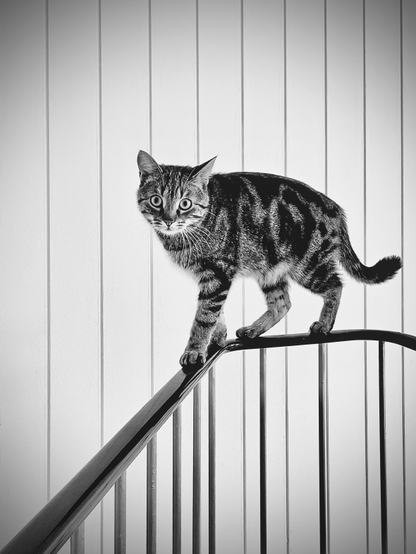 kater mogli balanciert auf dem geländer und schaut in die kamera. im hintergrund sind senkrechte linien der holzpaneele an der wand zu sehen.