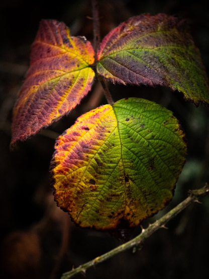 A macro shot of textured bramble leaves from a blackberry bush. The three leaves display a vibrant gradient of autumn colours against a dark background, changing from bright green and yellow to fiery orange and deep burgundy. At the bottom of the image, a thorny vine curves underneath the leaves.