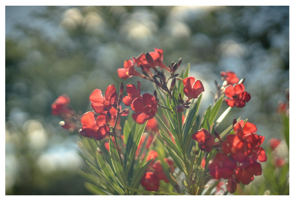 Oleanderblüten vor Bubble Bokeh.