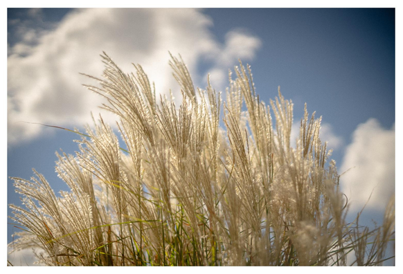 Irgendein silbergoldenes Pampagras (?) vor Himmel.