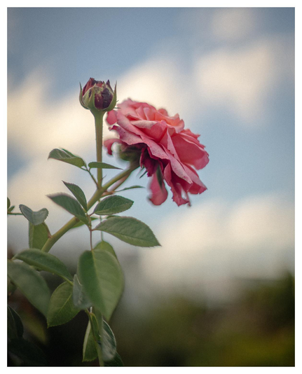 Rosenblüte mit Knospe vor Himmel.
