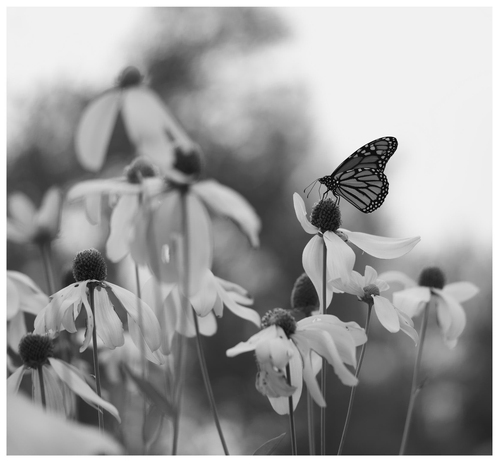A black and white photo of a monarch butterfly perched just to the right of centre of the image on one of a cluster of late summer rudbeckia blooms. The monarch and the bloom are in focus, but most of the other blooms and their long stems are slightly blurred. In the background, hazy black shapes suggesting trees in the distance, and a light sky.