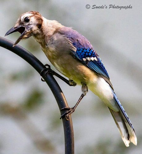 "A blue jay perches on a curved metal rod, holding itself with that proud, upright posture jays are known for. Its feathers look slightly uneven, giving the impression of a bird recovering from a molt — patches of softer beige show along its underside, and the blues on its wings and tail appear a bit muted, like fresh paint still drying. Even so, the bird’s colors remain striking: deep cobalt on the wings, lighter sky‑blue on the tail, and crisp black markings tracing its face and crest.

The jay’s beak is open mid‑call, as if it’s announcing its presence to the world or scolding some unseen rival. Its eyes are bright and alert, full of that mischievous intelligence blue jays carry. The background is softly blurred, a wash of gentle greens and browns that makes the bird stand out sharply, almost glowing against the muted backdrop. The curved metal rod beneath it adds a simple, elegant line to the scene, framing the bird without distracting from it.

The overall feeling is one of resilience — a bird in transition, feathers renewing, voice strong, perched confidently as if reclaiming its place after a season of change." - Microsoft Copilot
