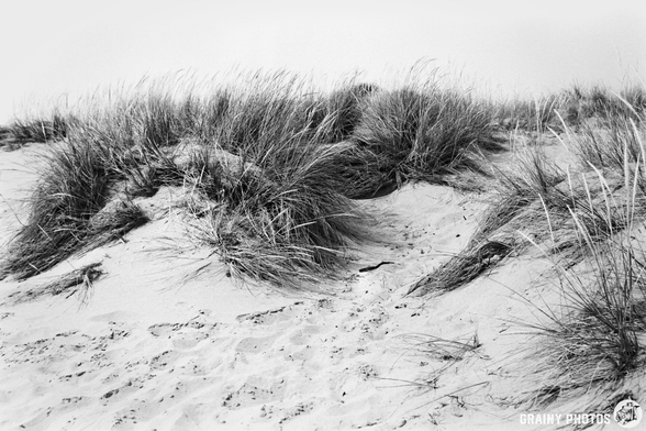 A black and white image of wind-swept sand dunes with patches of tall grass. The texture of the sand and the movement of the grass create a serene and natural landscape.