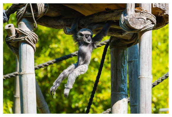 Silbergibbonjunges tollt auf einem Gerüst herum.