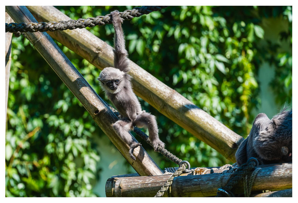 Silbergibbonjunges tollt auf einem Gerüst herum.