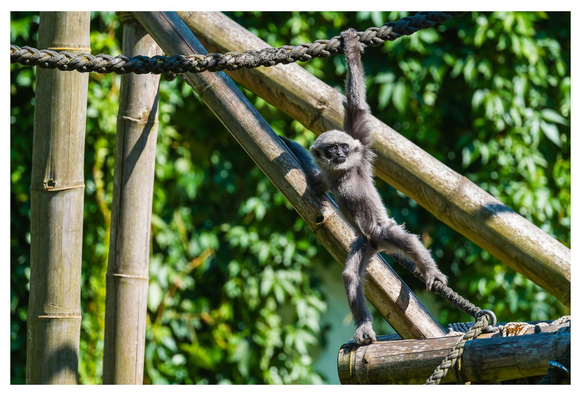Silbergibbonjunges tollt auf einem Gerüst herum.
