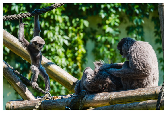 Silbergibbonjunges tollt auf einem Gerüst herum, zwei Alttiere sitzen daneben und lausen sich (ich hoffe zuminderst, dass das lausen ist...?).