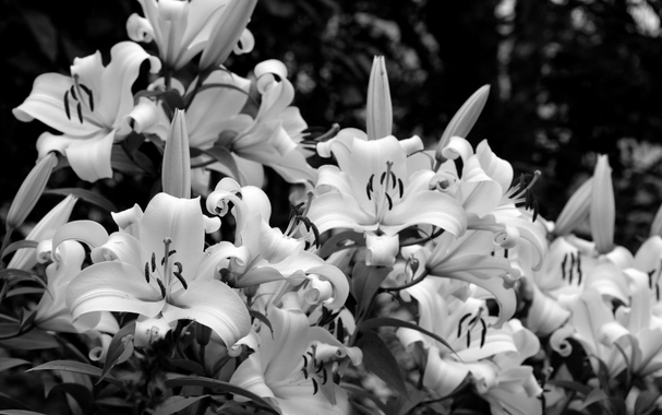 Black and white photograph of a patch of fleurs-de-lys, most of them open, with their six pointed petals and sepals curled backwards, a long pistil in the center surrounded by dark stamens. The flowers are illuminated by soft, white daylight. The background is dark.
Photographie noir et blanc d'une talle de fleurs de lys, la plupart ouvertes, avec leurs six pétales et sépales pointus recourbés vers l'arrière, un long pistil au centre entouré d'étamines foncés. Les fleurs sont éclairées par une lumière du jour blanche et douce. L'arrière-plan est foncé.