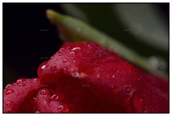 Drops, color, photo