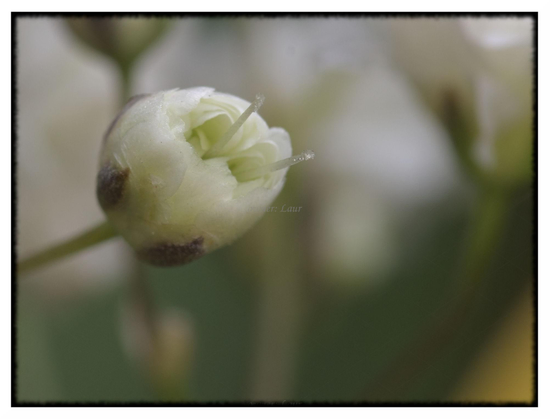 Flower, color, photo
