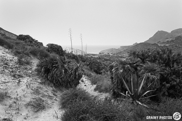 A monochrome landscape featuring a winding path through lush vegetation, including palms and grasses, overlooking an ocean vista. The scene is surrounded by hills, contributing to a serene and natural atmosphere.