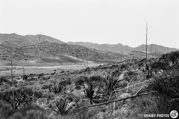 A black and white landscape featuring rolling hills and mountains in the background, with sparse vegetation including agave plants in the foreground. The scene evokes a serene, natural setting.