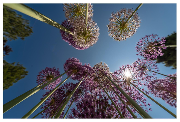 Blüten entlang der Stile von unten nach oben fotografiert.
