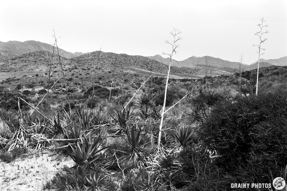 A monochrome landscape featuring dry terrain with sparse vegetation, including tall, leafless plants and clusters of spiky foliage. Rolling mountains are visible in the background under a hazy sky.