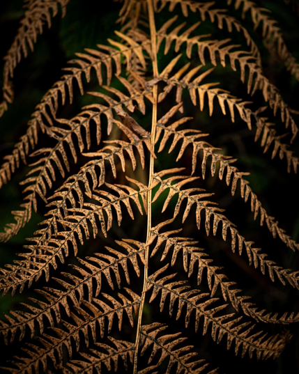 A top down, macro shot of a drying amber fern leaf in autumn. The central stem runs vertically through the image with symmetrical leaflets fanning out on either side. The blurred background is dark and moody making the golden frond pop.