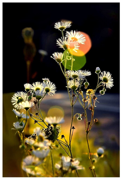 Wildblumen am Straßenrand. Sie leuchten im Sonnenschein.