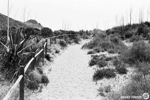 A winding sandy path leads through a coastal landscape, bordered by wooden fencing and surrounded by shrubs and plants, under a hazy sky. The image captures a tranquil, natural setting in black and white.