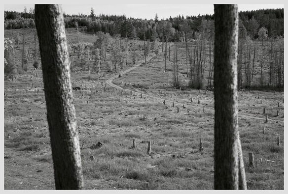 Horizontal black and white image of a hiking path leading across an opening to a more densely forested area. Two slightly blurred trees obscure the view in the foreground.