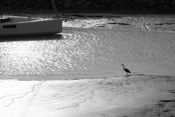 Black and white photograph of a scene in a marina, on a very sunny day with high contrasts. The photo shows the black silhouette of a great blue heron, with its long legs and long neck, standing fishing, just at the boundary between the water and a sandbank. On the water, behind the heron and higher up in the photo, the front of a small sailboat. The sun is shining in the left part of the photo, making the water and the sandbanks shiny, contrasting with the dark parts, such as the bird, the shadow of the boat and the opposite shore in the penumbra, completely at the top.
Photographie noir et blanc d'une scène dans une marina, par une journée très ensoleillée où les contrastes sont élevés. La photo montre la silhouette noire d'un grand héron, avec ses longues pattes et son long cou, debout en train de pêcher, juste à la limite entre l'eau et un banc de sable. Sur l'eau, derrière le héron et plus haut sur la photo, le devant d'un petit voilier. Le soleil plombe dans la partie gauche de la photo, rendant l'eau et les bancs de sable brillants, contrastant avec les parties sombres, comme l'oiseau, l'ombre du bateau et la rive opposée dans la pénombre, complètement en haut.