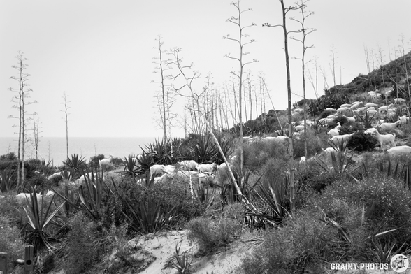A serene black and white landscape featuring a hillside with sparse vegetation, agave plants, and a herd of goats grazing near the sea. The scene evokes a tranquil, natural environment.