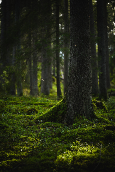 A vertical photograph of a spruce forest. In the foreground is the tall straight trunk of a large spruce tree, with the roots at the base covered in moss. Sunlight from behind illuminates the edges of the tree and some of the ground in front of it.

The ground is mostly covered in vivid green moss and in the softly out of focus background are more spruce trees. The ground rises to a gentle hill at the very far background.