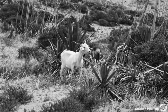 A white goat stands among coastal vegetation, featuring agave plants and sparse grass in a monochrome landscape. The goat appears alert, surrounded by a natural setting of arid soil and low shrubs.
