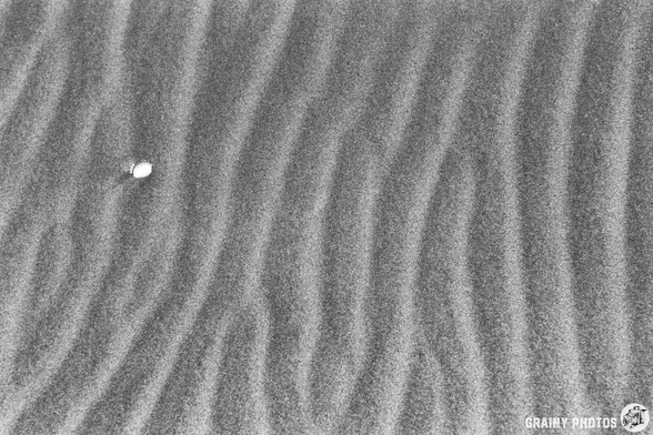 A close-up image of textured sand displaying wavy patterns, with a small white shell contrasting against the dark background. The image captures the natural lines and forms created by the wind on the sand surface.