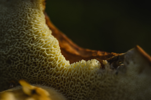 A close up photograph of a mushroom that has fallen over and is lite from behind by soft sunlight filtered by a slightly overcast sky and the surrounding forest.

The photograph gives a view of the spongy underside of the cap, from which a large piece is missing from the upper right part. A small section of the stalk of the mushroom is visible, out of focus, in the foreground in the lower left.

The underside of the cap is a pale yellowish colour, almost cream white and has a very spongy, hollow appearance. At the missing section, a part of the much darker, brown top skin is visible.