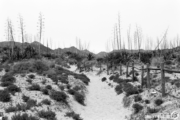 A sandy path winds through a coastal landscape, framed by sparse vegetation and tall, agave plants. In the background, hills rise under a cloudy sky, creating a serene and monochromatic scenery.
