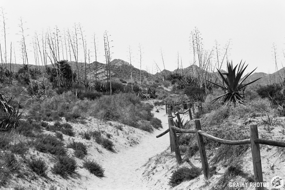 A sandy path winds through a coastal landscape, flanked by tall, agave plants and scattered vegetation, with gentle hills in the background. The scene is captured in black and white, emphasizing the textures and contrasts of the environment.