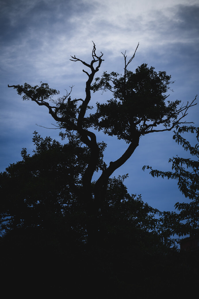 A vertical photograph of the silhouette of the top half of a half dead tree against a steel blue overcast sky.

The central top branches look to be partly dead, missing leaves in large parts and their upwards branching creates shapes similar to a branching lightning, but completely dark.

The slightly overcast sky has quite a bit of fine structure in the clouds and is brightest at the top.