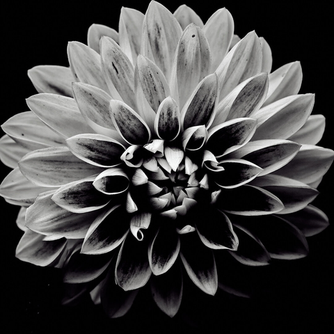 A close-up view of a flower with numerous petals arranged in a circular pattern. The image is in black and white, highlighting the textures and shapes of the petals. The background is dark, providing contrast to the light-colored petals.