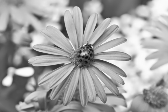 Schwarzweiss-Foto einer Blüte, die von einem Marienkäfer mit vielen dunklen Punkten besucht wird. Der Hintergrund ist unscharf und zeigt weitere Blüten.