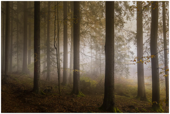 Hohe, gerade Baumstämme in einem herbstlichen Wald. Zwischen den Bäumen liegt dichter Morgennebel, durch den warmes Licht fällt. Vereinzeltes gelbes Laub und moosgrüne Stammfüße leuchten vor dem dunklen Waldboden.