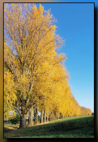 Der Herbst ist da. Eine lange Reihe leuchtend gelber Bäume.  Der Himmel ist leuchtend Blau. Ein wunderschöner Tag.