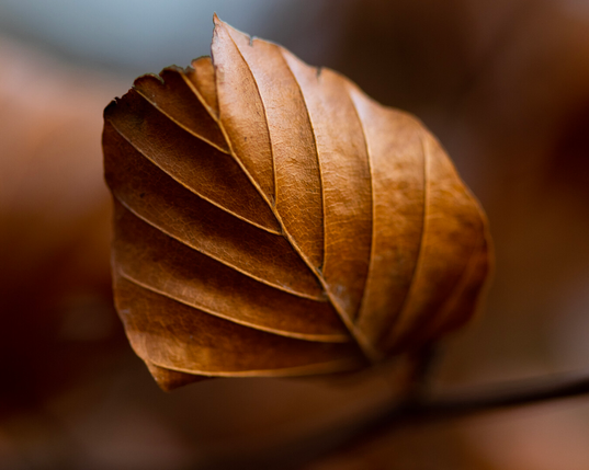 A photo of a leaf that has done its work for the season, and is about to be taken by the winter.