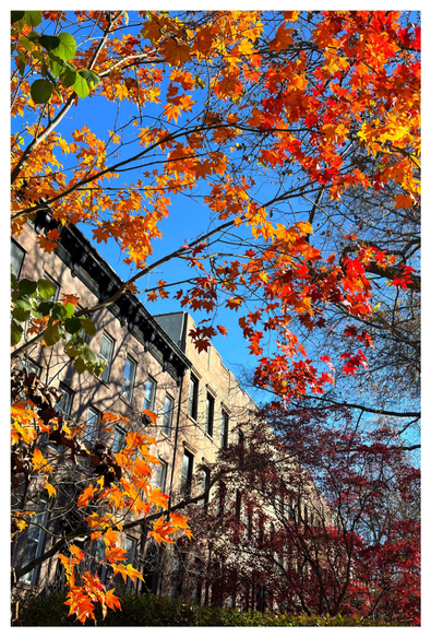 An angled view of a row of Brooklyn brownstone apartments receding towards the right under a cloudless blue sky, seen through tree branches with leaves in vivid fall colors: red, yellow, orange, green and gold.