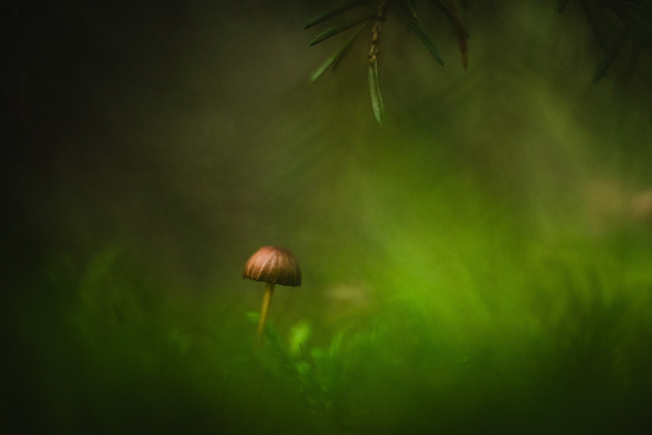 A close up grainy photograph of a very small mushroom with a slender stalk and striped rounded cap, standing at a slight tilt a little bit to the left, surrounded by a mostly blurry sea of green moss.

From the top right edge, the very tips of a couple of spruce tree twigs with needles poke down, echoed in the background where more of them can be discerned as faint, out of focus shapes.