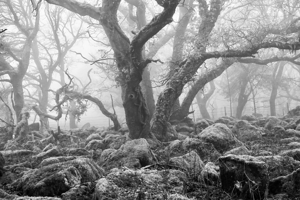 A black and white photo of an oak wood in mist,