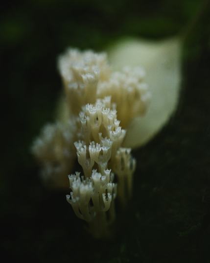 A vertical photograph of a small cluster of crown tipped coral fungus growing on a dead log.

The fungus forms a tight, irregular cluster of multiply branching slender stalks that grow upward, each ending with a tip that looks like a small crown.

The fungus is a pale greenish white and behind it lies a fallen leaf, of almost the same colour. The parts of the fungus furthest back and the leaf are slightly out of focus.

The background is mostly a blurry darkness, with a little bit of green at the very top