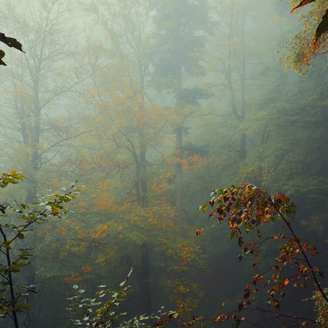 Eine mystische und dichte Waldszene im Schwarzwald an einem nebligen Herbsttag. Im Vordergrund hängen herbstlich gefärbte Zweige mit gelben, grünen und orangefarbenen Blättern sanft in das Bild. Der Hintergrund zeigt eine dichte Ansammlung von Mischbäumen, darunter schlanke Nadelbäume und belaubte Laubbäume, die teilweise in dichtem, weiß-grauem Nebel verschwinden. Die herbstlichen Farben des Laubs schimmern sanft durch den Dunst, was der gesamten Szenerie eine ruhige, geheimnisvolle und melancholische Atmosphäre verleiht.

A mystical and dense forest scene in the Black Forest on a foggy autumn day. In the foreground, autumnal branches with yellow, green, and orange leaves hang gently into the frame. The background features a thick stand of mixed trees, including slender conifers and leafy deciduous trees, partially fading into thick, white-gray fog. The autumnal colors of the foliage shimmer softly through the haze, giving the entire scenery a quiet, mysterious, and melancholic atmosphere.