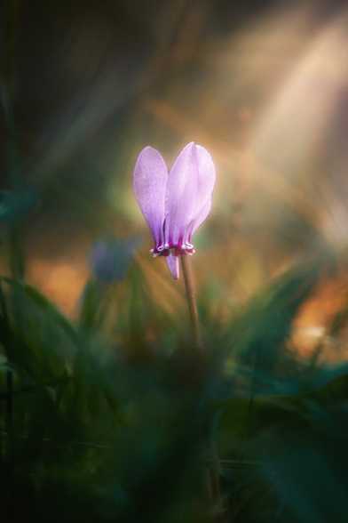 A close up photo of a cyclamen in a park. It is a pale pinky/purple colour and surrounded by greenery.