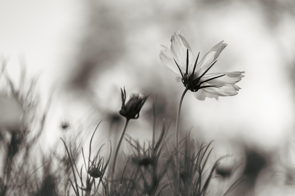 A black and white image of a cosmos flower facing away from the viewer toward the sky, its petals wide open. The bloom is surrounded by dark buds and thin grass-like cosmos leaves. The sky seems cloudy, murky.