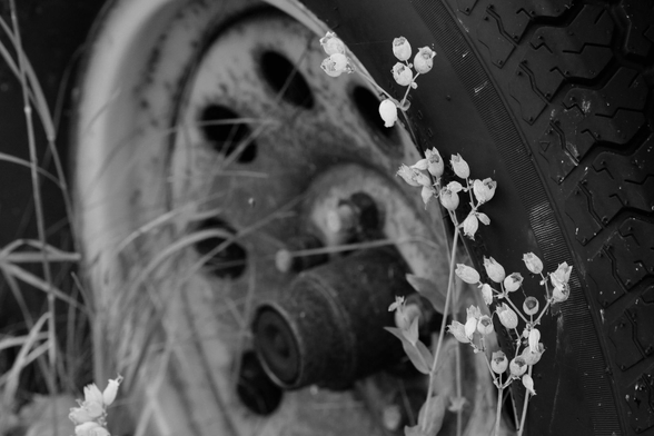 Black and white photograph of bladder campion flowers on their stems, in focus in the foreground, growing against the rubber tyre of a vehicle that has not moved since at least early summer, blurred out and occupying the rest of the background image.
Photographie noir et blanc de tiges de fleurs de silènes enflées, au focus à l'avant-plan, poussant contre le pneu en caoutchouc d'un véhicule qui n'a pas bougé depuis au moins le début de l'été, flou et occupant le reste de l'image en arrière-plan.