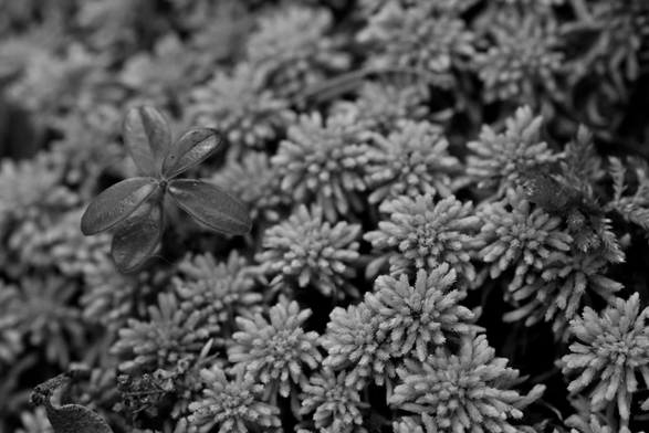 Macro photograph in black and a carpet of sphagnum moss, with a small shoot of cranberry with small leaves, rising above the mosses on the left side.
Photographie macro en noir et d’un tapis de sphaigne, avec une petite pousse de canneberge avec de petites feuilles, s’élevant au-dessus des mousses, du côté gauche.